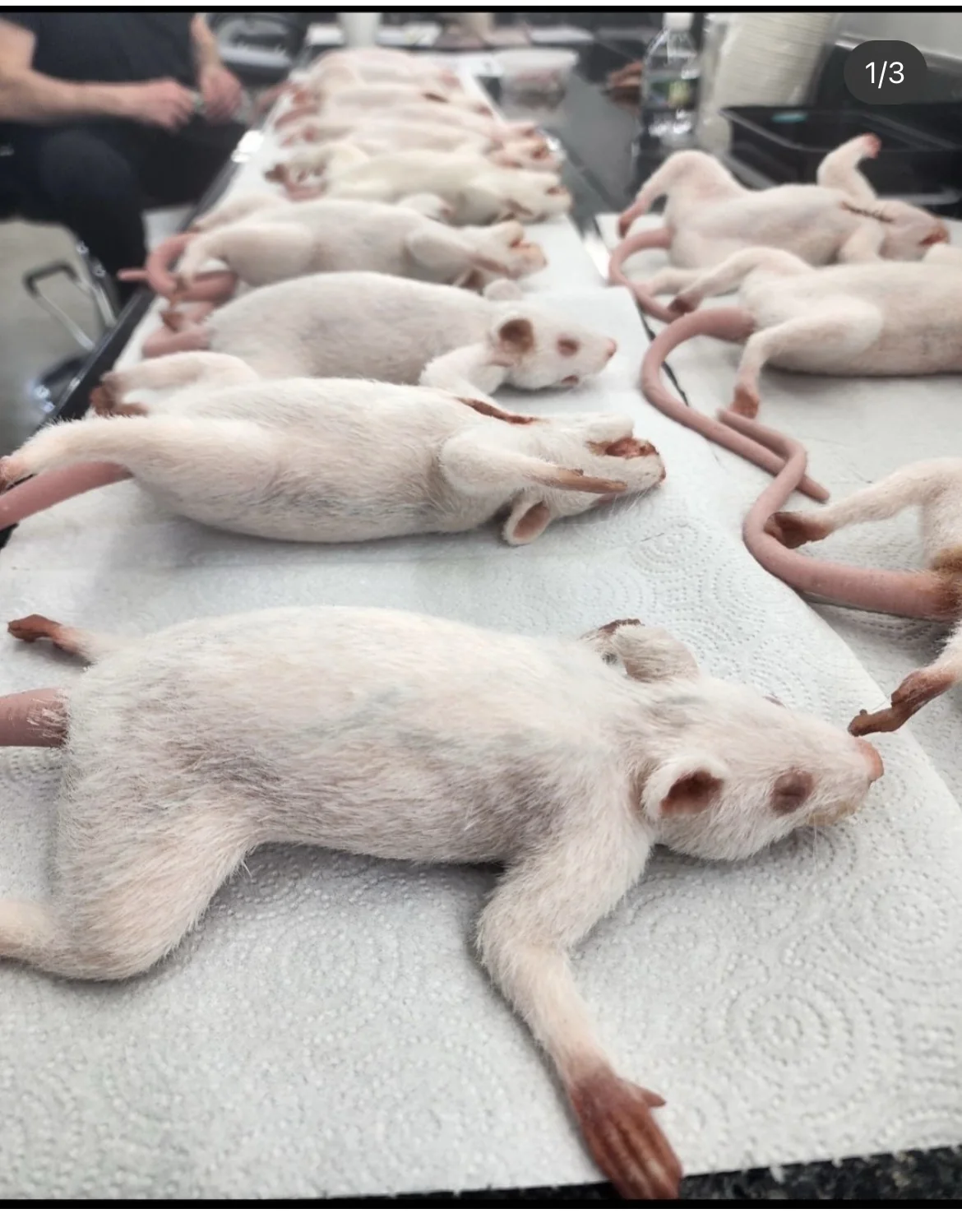 Laboratory Mice Reference